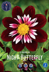 Dahlia Night Butterfly
