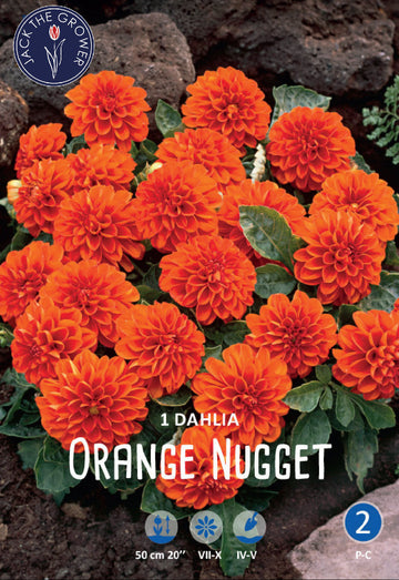 Dahlia Orange Nugget