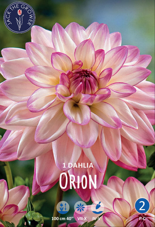 Dahlia Orion