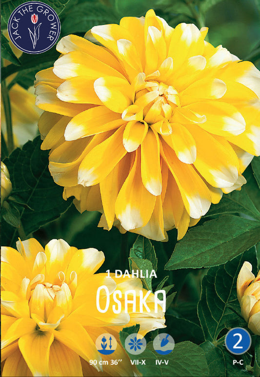 Dahlia Osaka