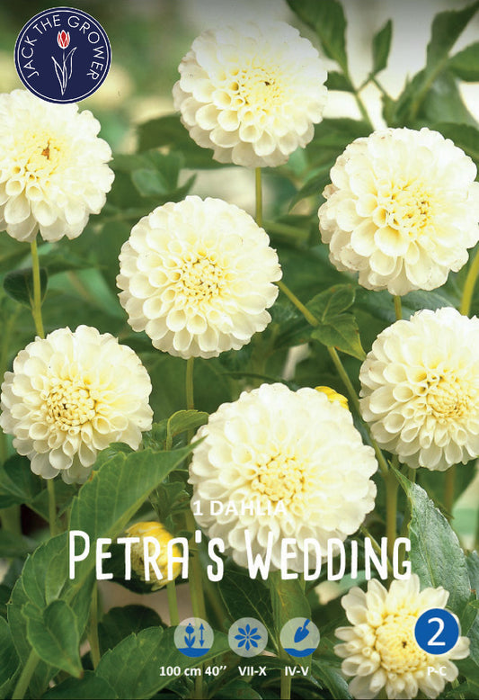 Dahlia Petra's Wedding