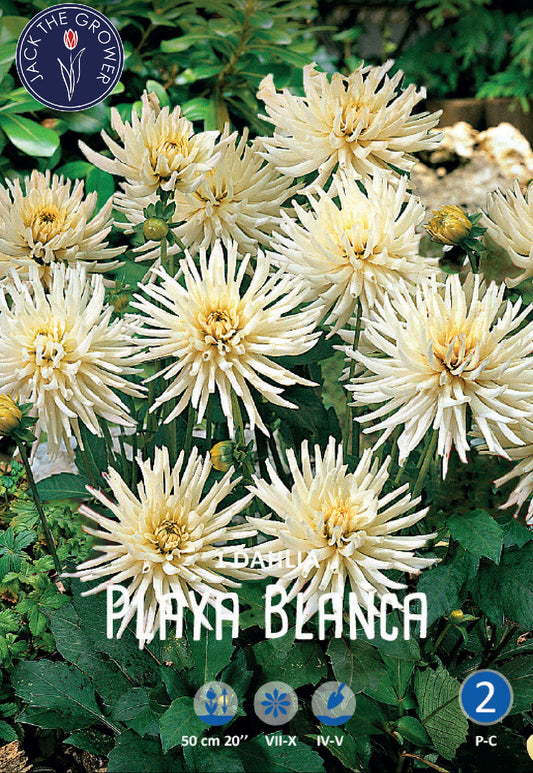 Dahlia Playa Blanca