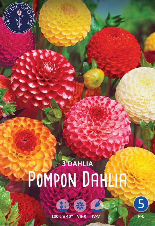 Dahlia Pompon Mixed