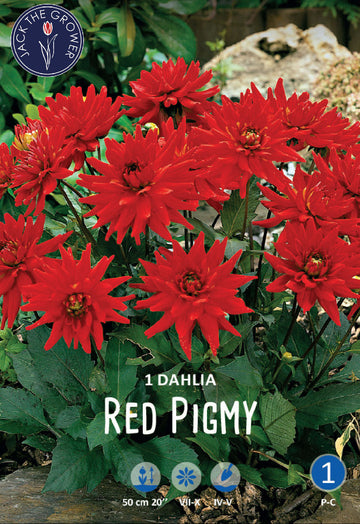 Dahlia Red Pigmy