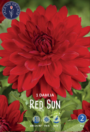 Dahlia Red Sun