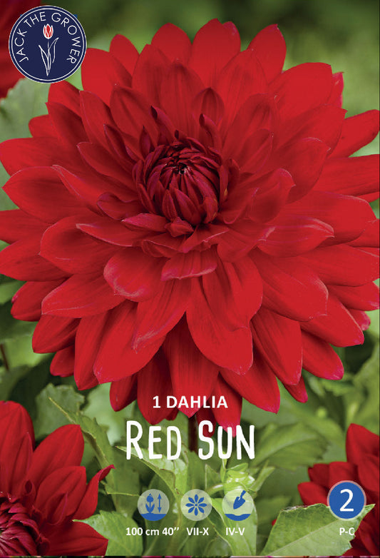 Dahlia Red Sun