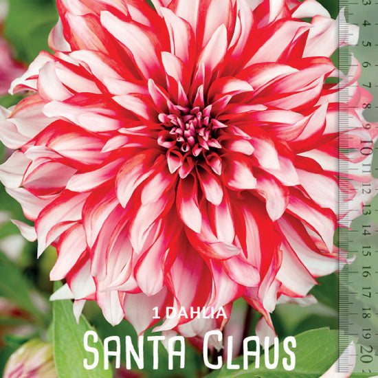 Dahlia Santa Claus Jack the Grower