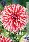 Dahlia Santa Claus Jack the Grower