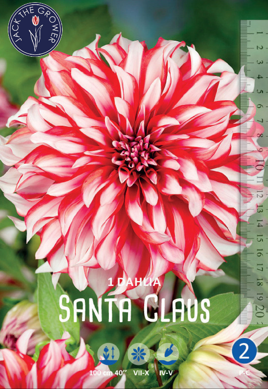 Dahlia Santa Claus Jack the Grower
