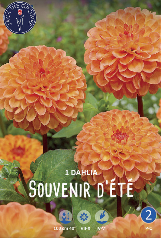 Dahlia Souvenir d'Eté