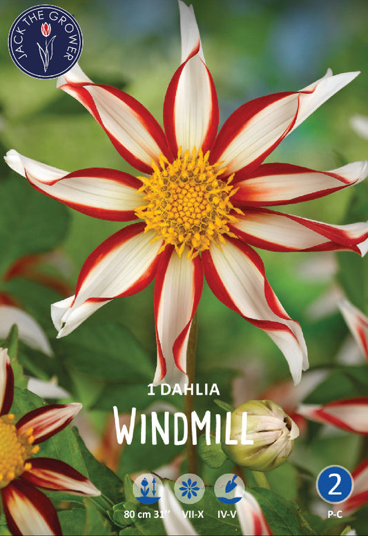 Dahlia Windmill
