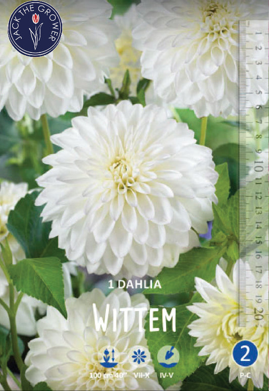 Dahlia Wittem