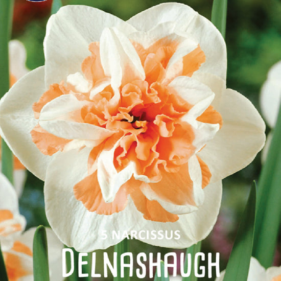 Narcissus Delnashaugh Jack the Grower