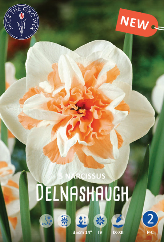 Narcissus Delnashaugh Jack the Grower