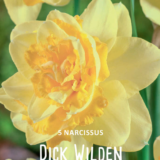 Narcissus Dick Wilden Jack the Grower