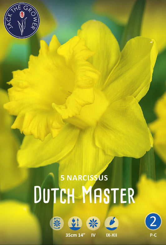 Narcissus Dutch Master