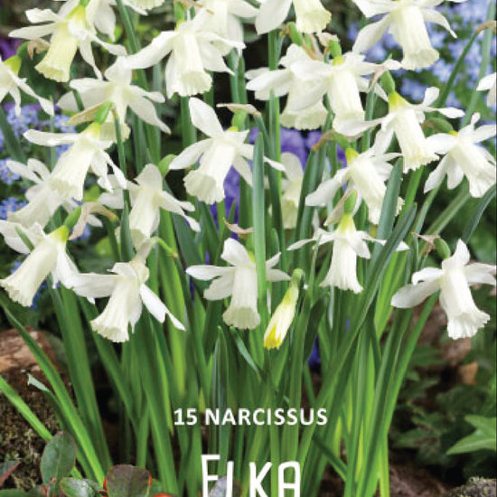 Narcissus Elka Jack the Grower