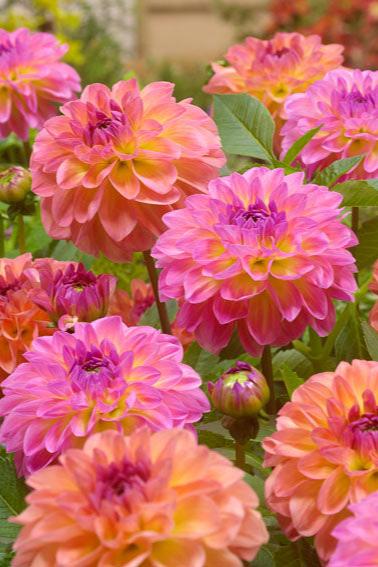 Dahlia Pastell Jack the Grower