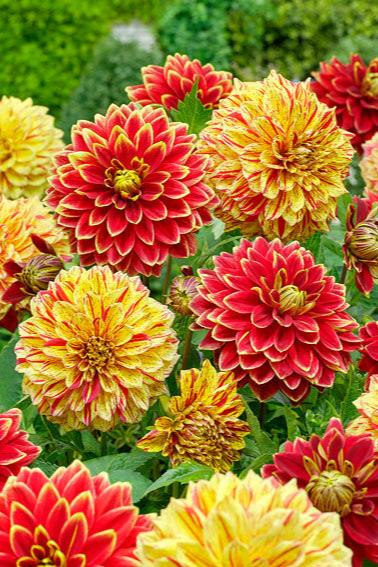 Dahlia Carnival Jack the Grower