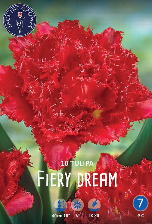 Tulipa Fiery Dream Jack the Grower