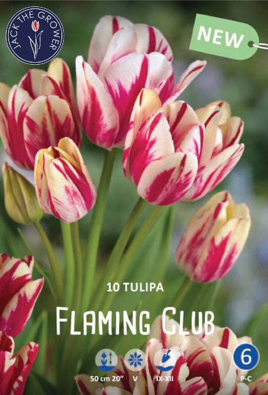 Tulipa Flaming Club Jack the Grower