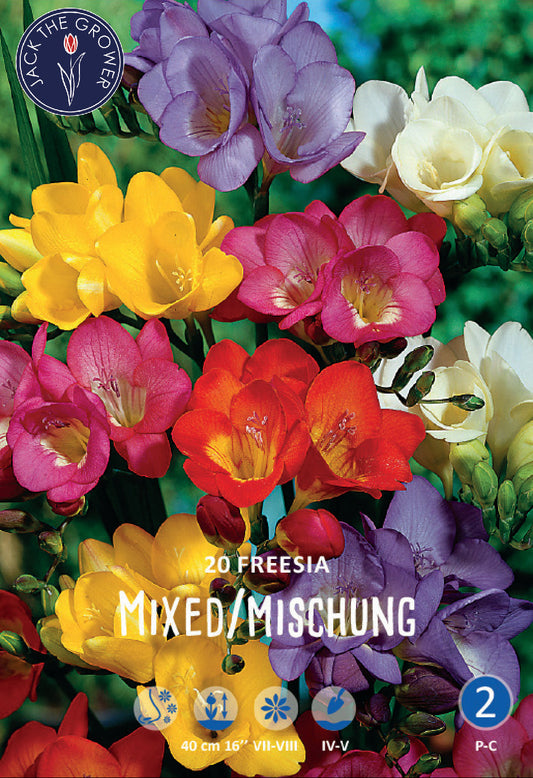 Freesia Single Mixed
