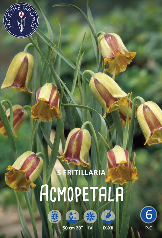 Fritillaria Acmopetala Jack the Grower