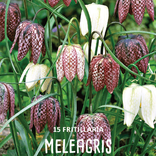 Fritillaria Meleagris Jack the Grower