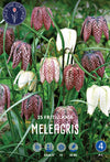 Fritillaria Meleagris Jack the Grower