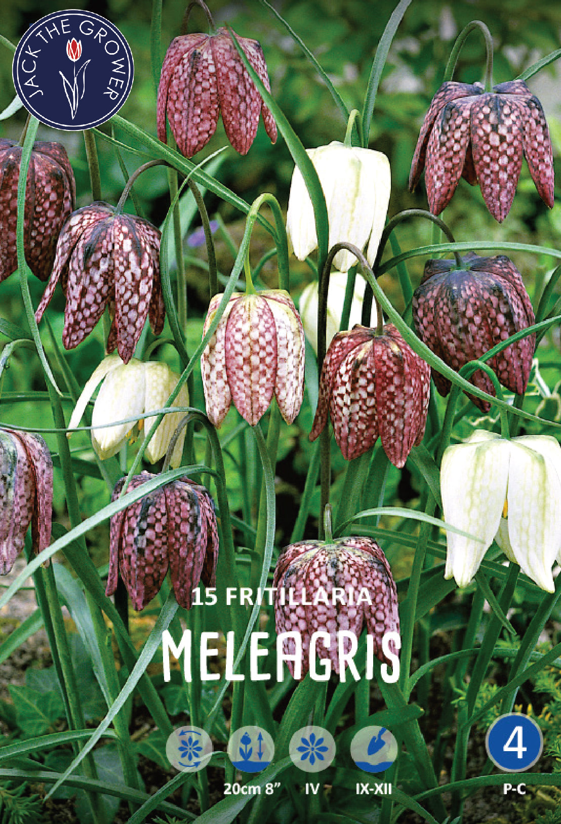Fritillaria Meleagris Jack the Grower