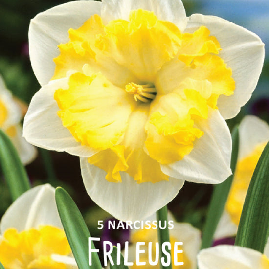 Narcissus Flileuse Jack the Grower
