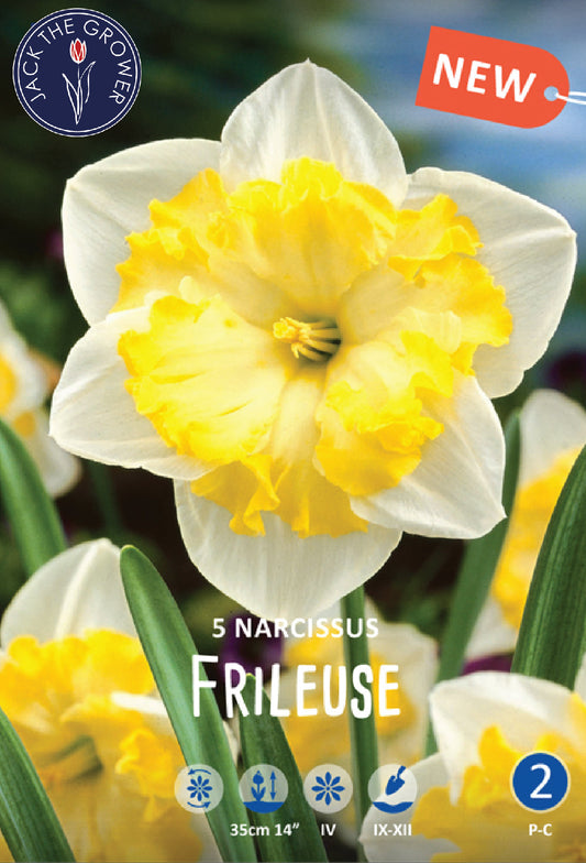 Narcissus Flileuse Jack the Grower