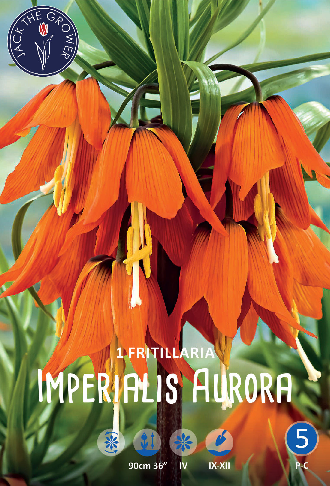 Fritillaria Imperialis Aurora Jack the Grower