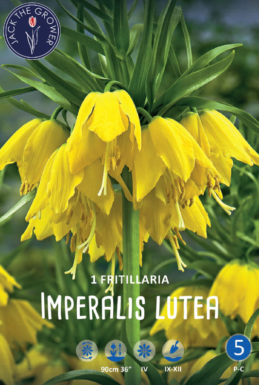 Fritillaria Imperalis Lutea Jack the Grower