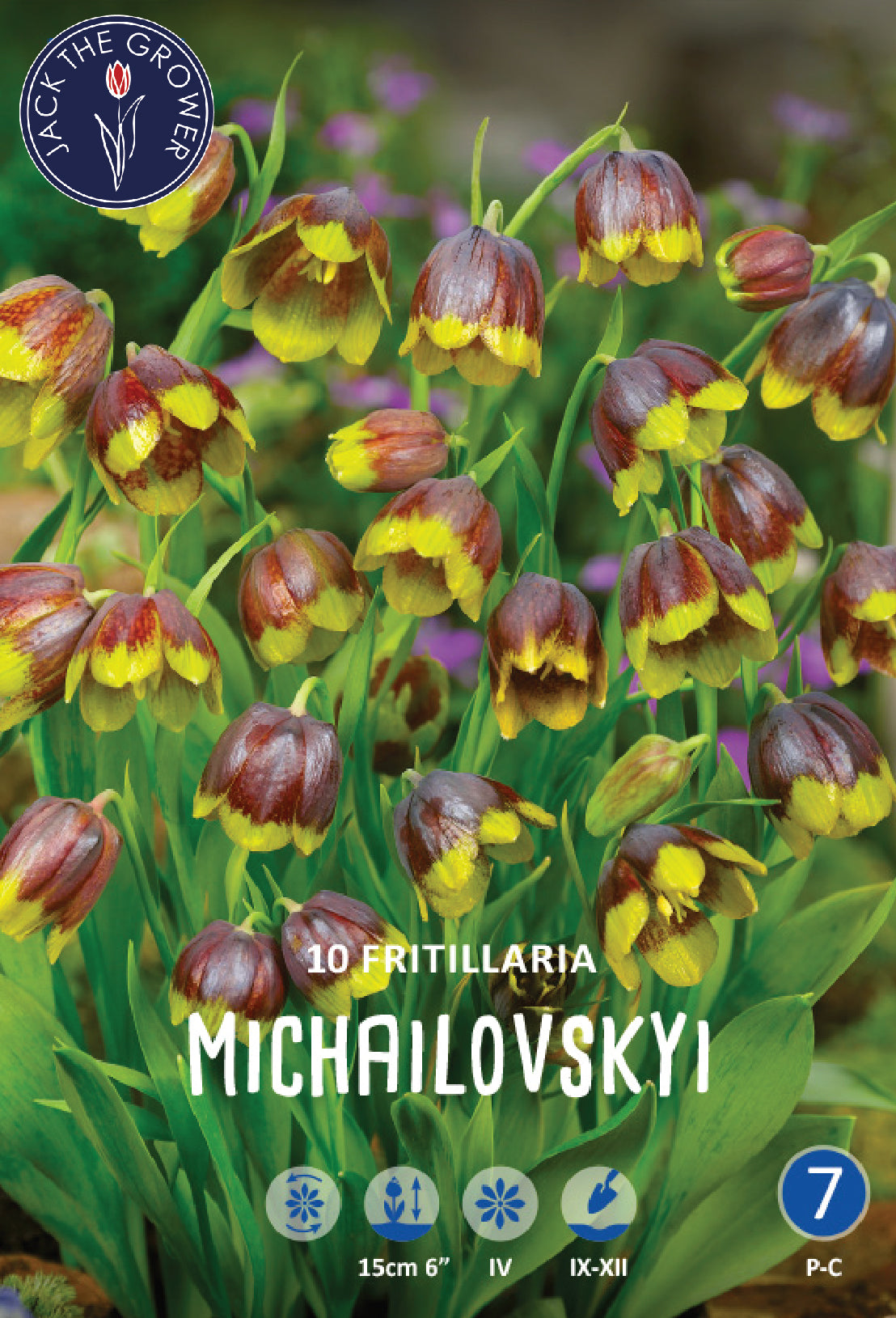 Fritillaria Michailovskyi Jack the Grower
