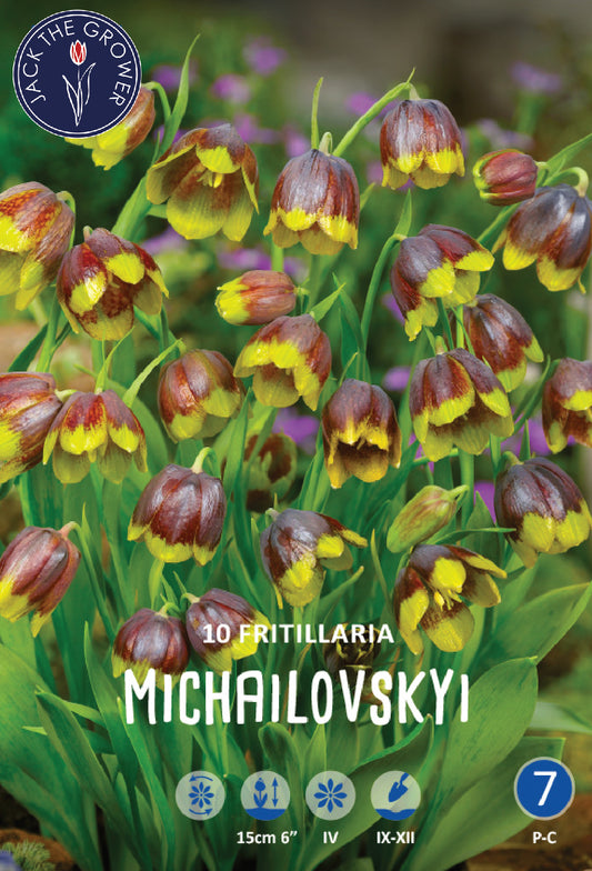 Fritillaria Michailovskyi Jack the Grower