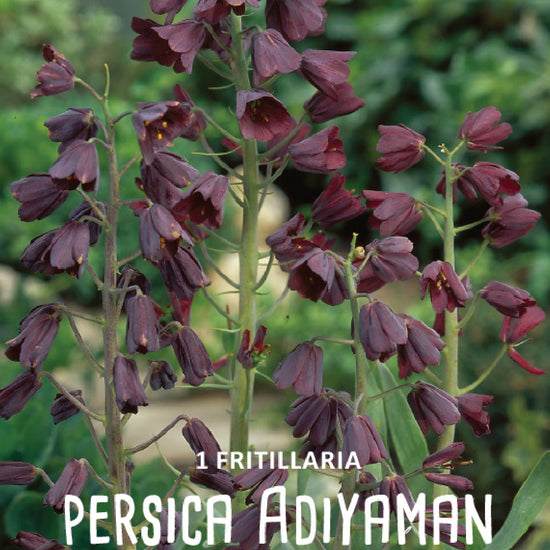 Fritillaria Persica Adiyaman Jack the Grower