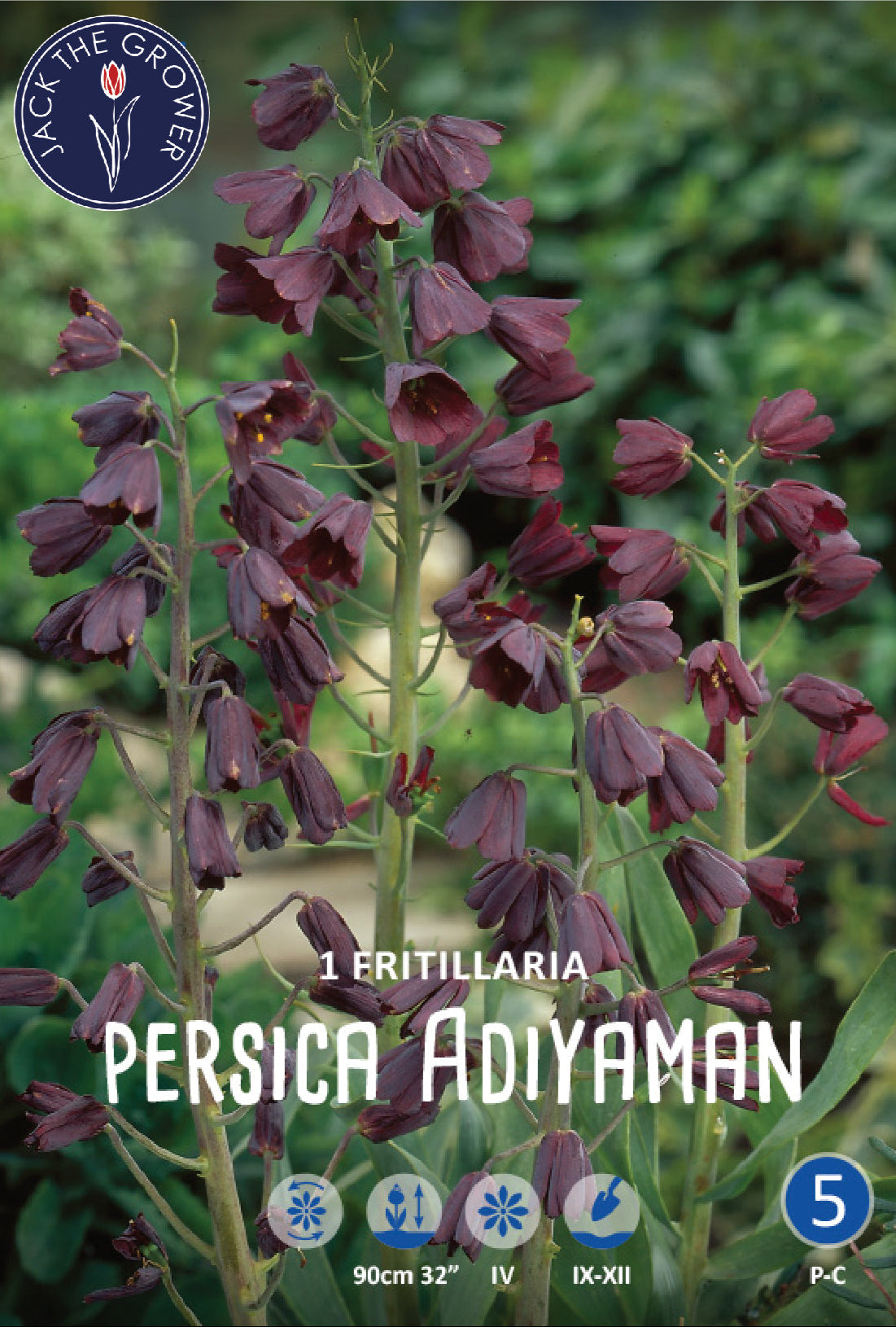 Fritillaria Persica Adiyaman Jack the Grower