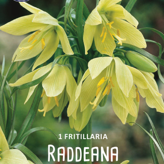 Fritillaria Raddeana Jack the Grower
