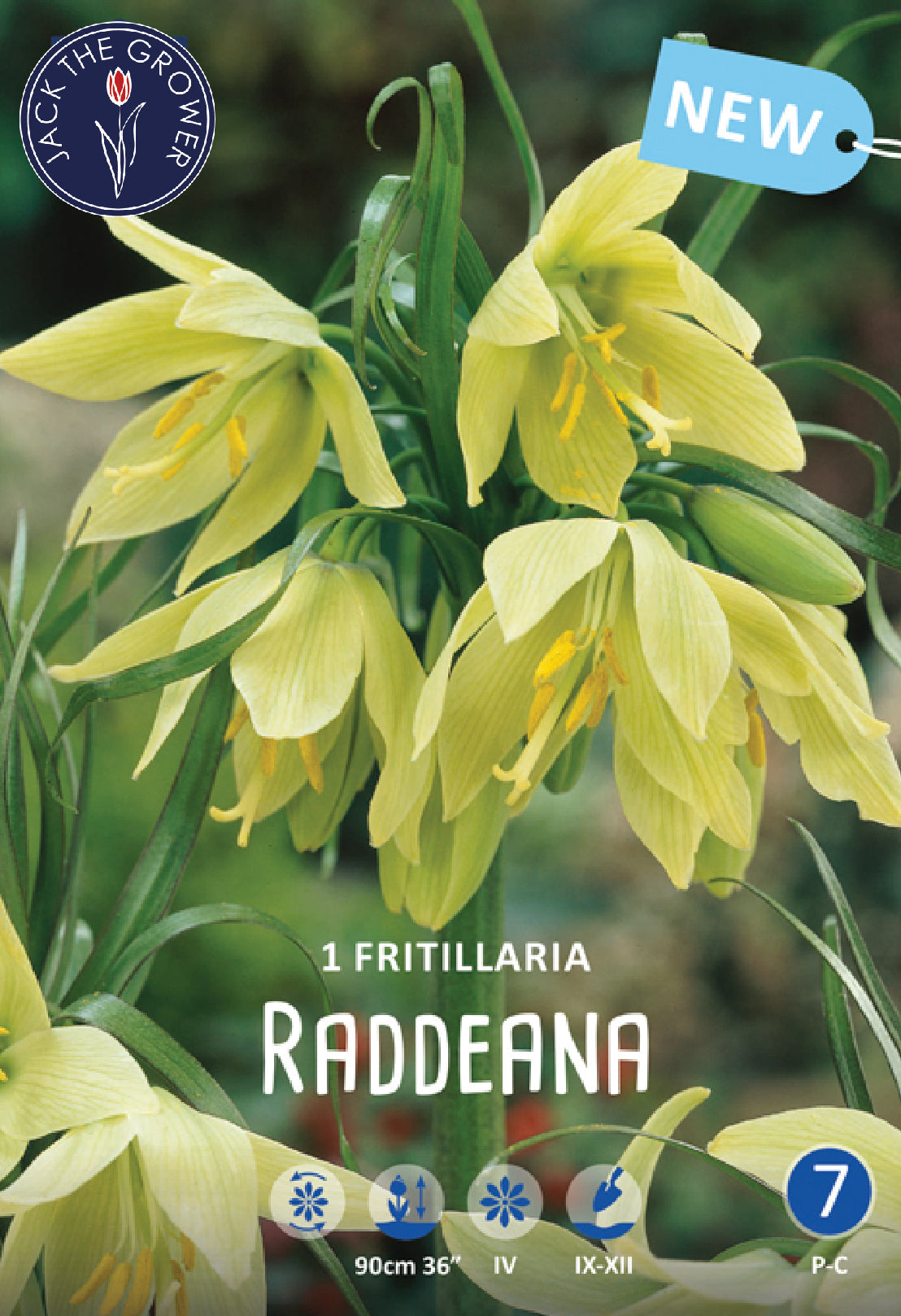 Fritillaria Raddeana Jack the Grower