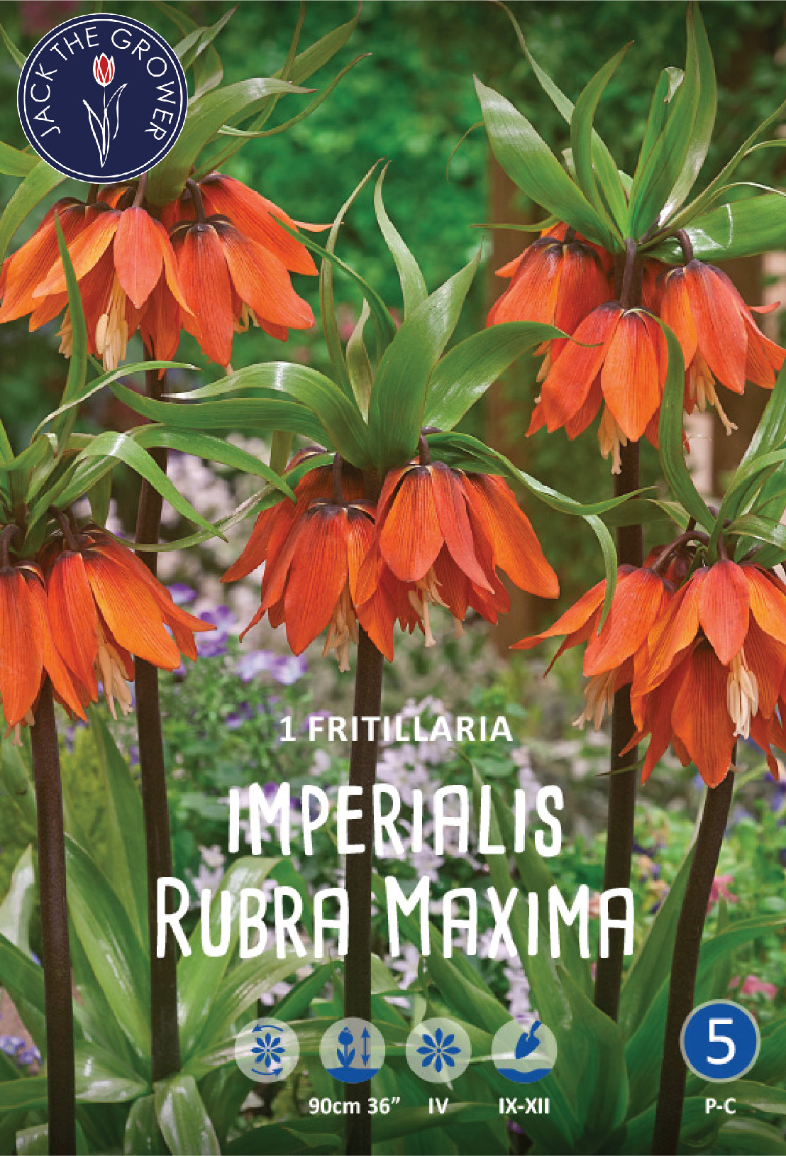 Fritillaria Imperialis Rubra Maxima Jack the Grower