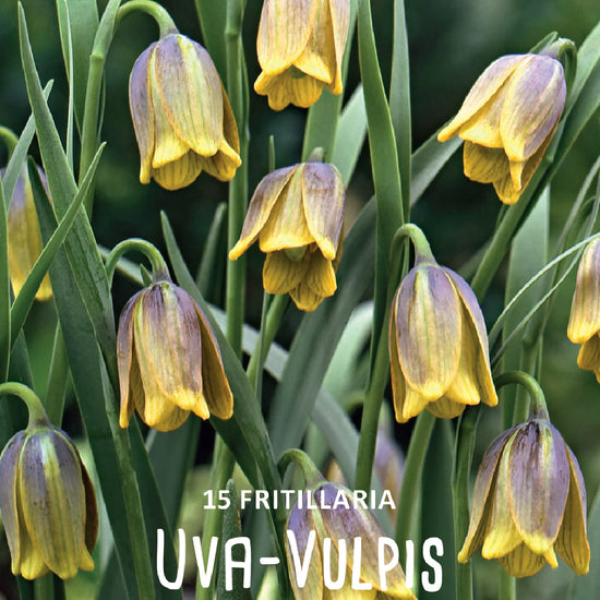 Fritillaria Uva-Vulpis Jack the Grower