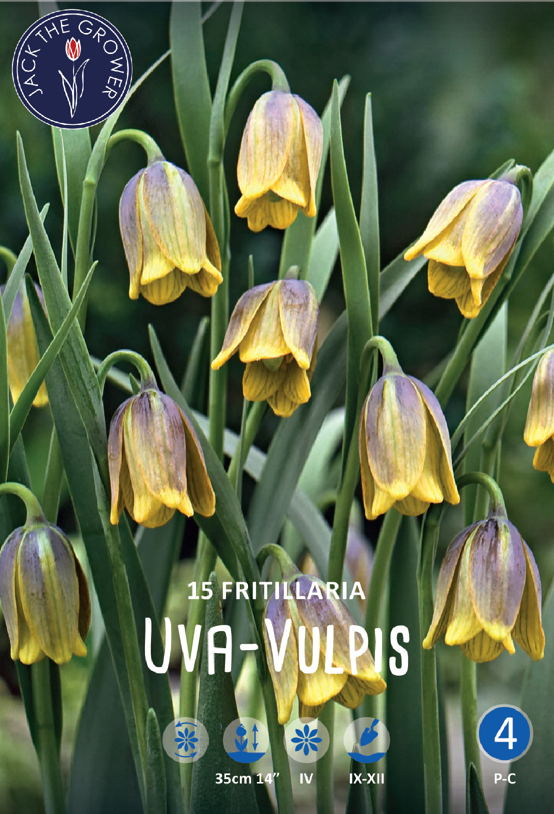 Fritillaria Uva-Vulpis Jack the Grower