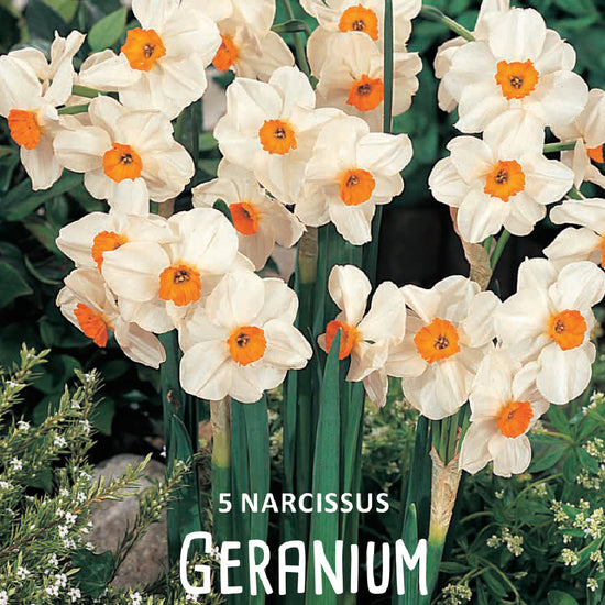 Narcissus Geranium Jack the Grower