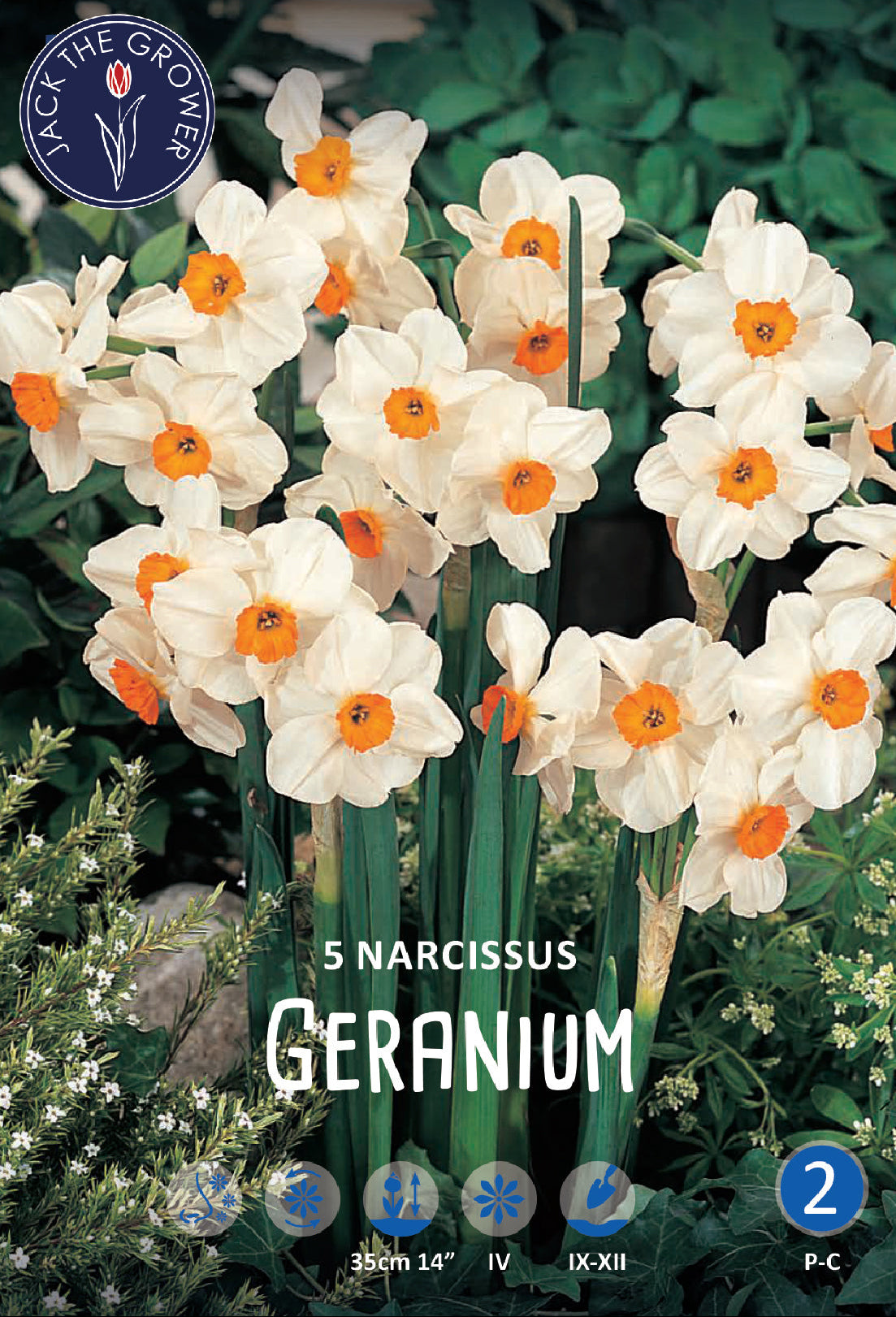 Narcissus Geranium Jack the Grower
