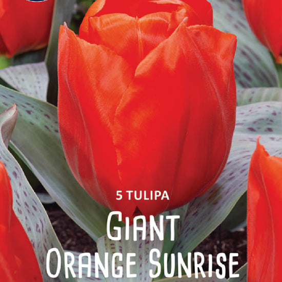 Tulipa Giant Orange Sunrise Jack the Grower