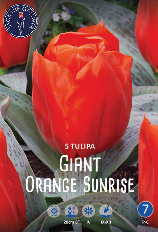 Tulipa Giant Orange Sunrise Jack the Grower