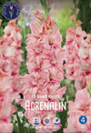 Gladiolus Adrenalin
