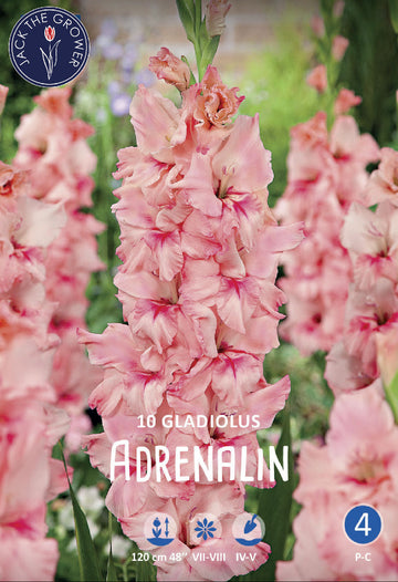 Gladiolus Adrenalin