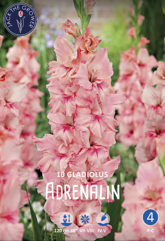 Gladiolus Adrenalin